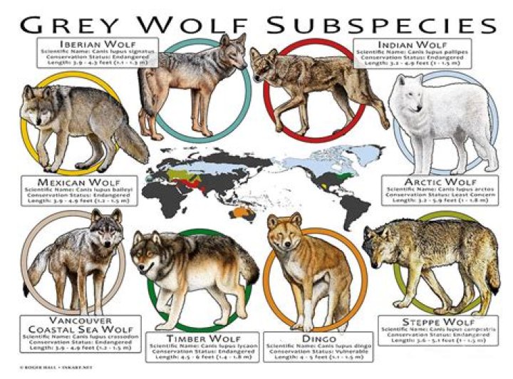 Alpha Wolf's Biography And Facts'