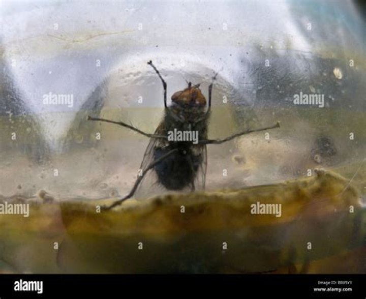 Fly Trapped In A Jar 