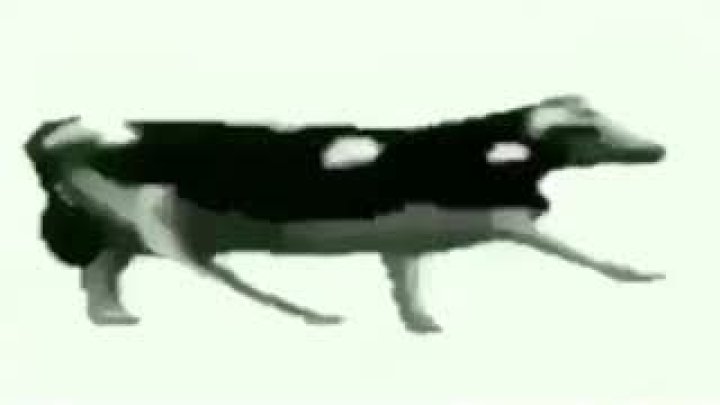 Gdzie Jest Biały Węgorz? (Endriu Remix) 