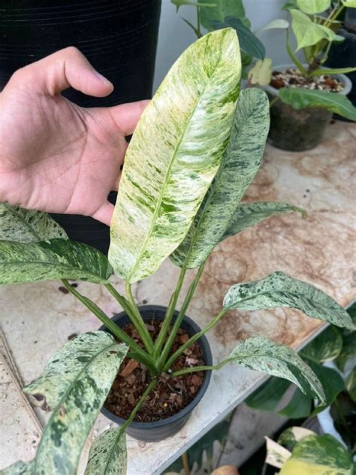 "Gigantium" | Buy, Play and Listen