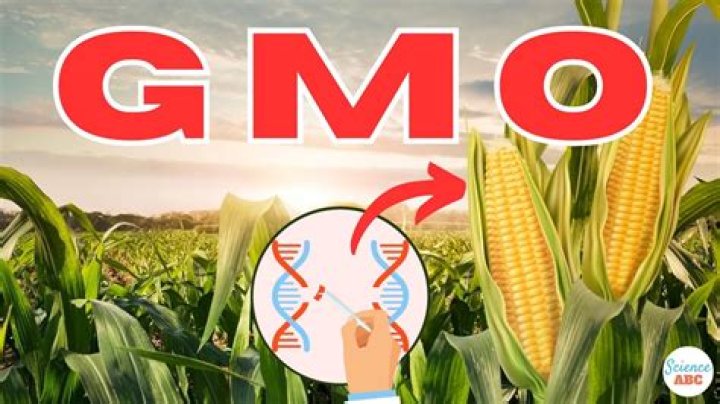 Gmo Stax Net Worth - How Much Does Gmo Stax Make?