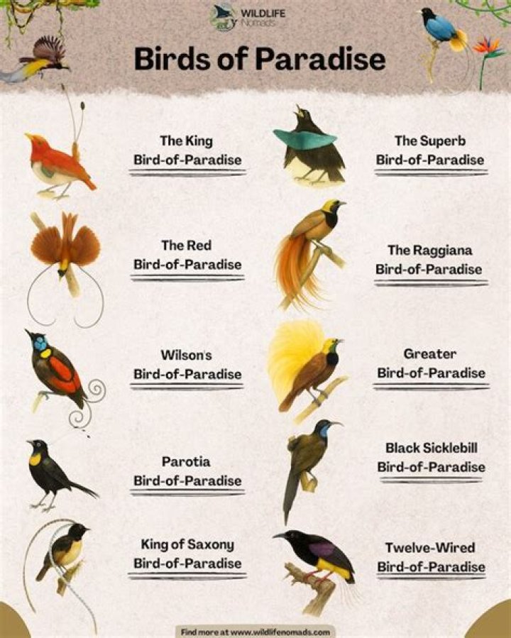 Lyrics & Translations of Birds Of Paradise, Birds Of Prey by The Acacia Strain