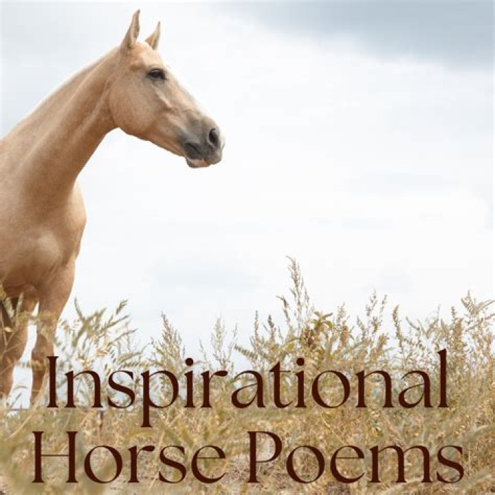 Lyrics & Translations of Horse In The River by Cool Den