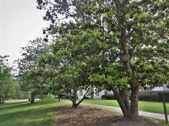 Magnolia Park Net Worth - How Much Does Magnolia Park Make?