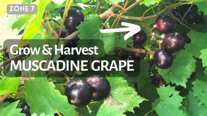 Muscadine Bloodline Net Worth - How Much Does Muscadine Bloodline Make?