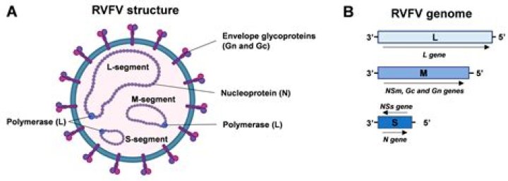 Rvfv's Biography And Facts' | Popnable