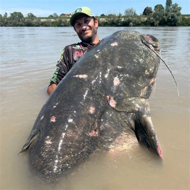 Scooch by K. Michelle from USA